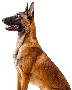 belgian shepherd