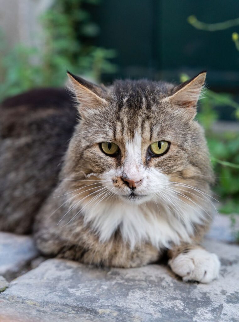 Tabby cat with green eyes looking intently, sitting on a stone surface.