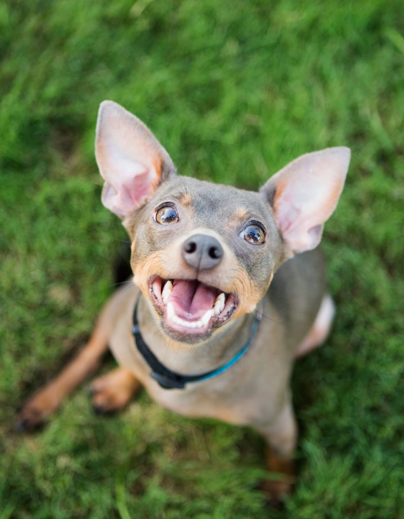 Happy gray dog with large ears looking up at the camera.