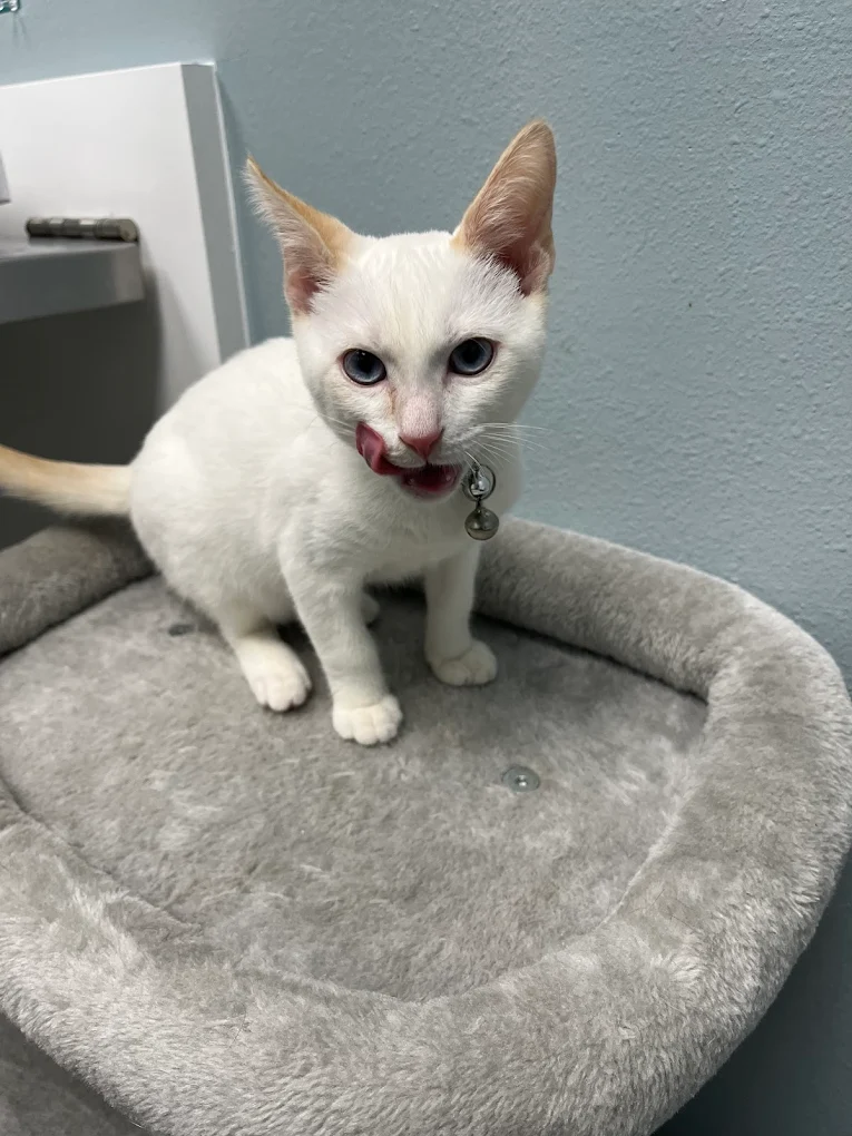 White kitten licking its nose while sitting on a gray cushion.