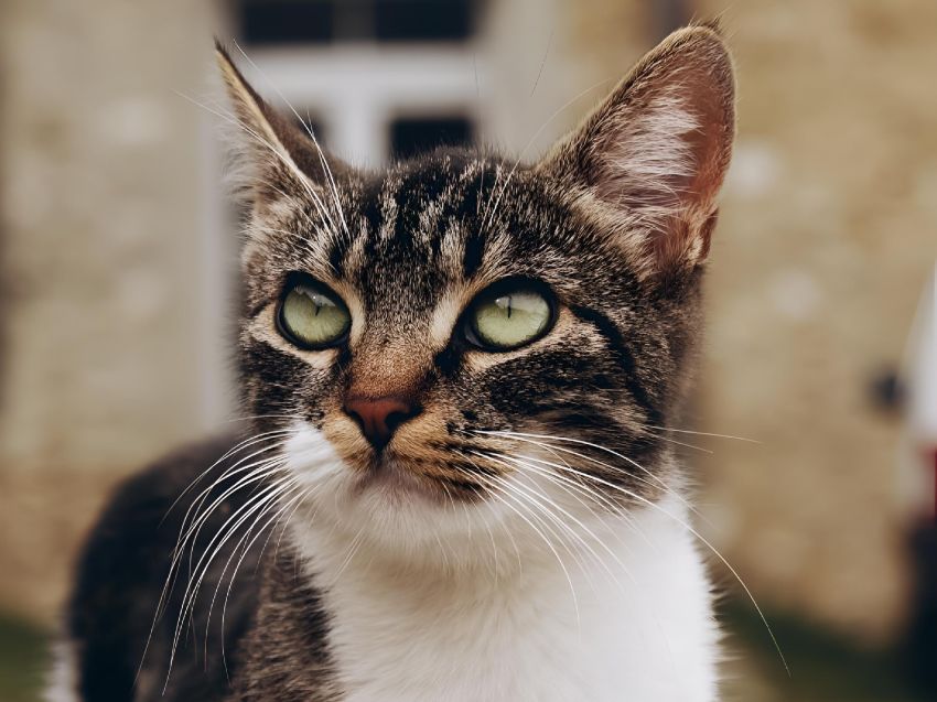 Close-up of a tabby cat with striking green eyes.