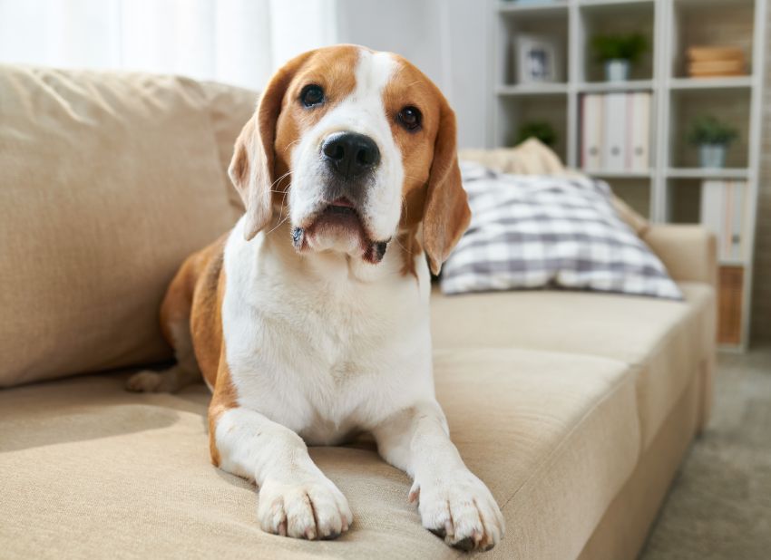 Beagle lying on a couch in a cozy living room.