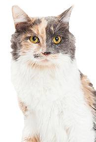 Close-up of a calico cat with striking yellow eyes looking directly at the viewer.
