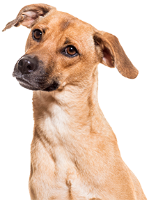 A brown dog with a curious expression and one ear raised.