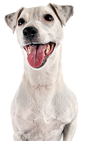 A happy dog with a wide smile and tongue out, looking at the camera.