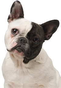 Close-up of a French Bulldog with one black ear and a curious expression.