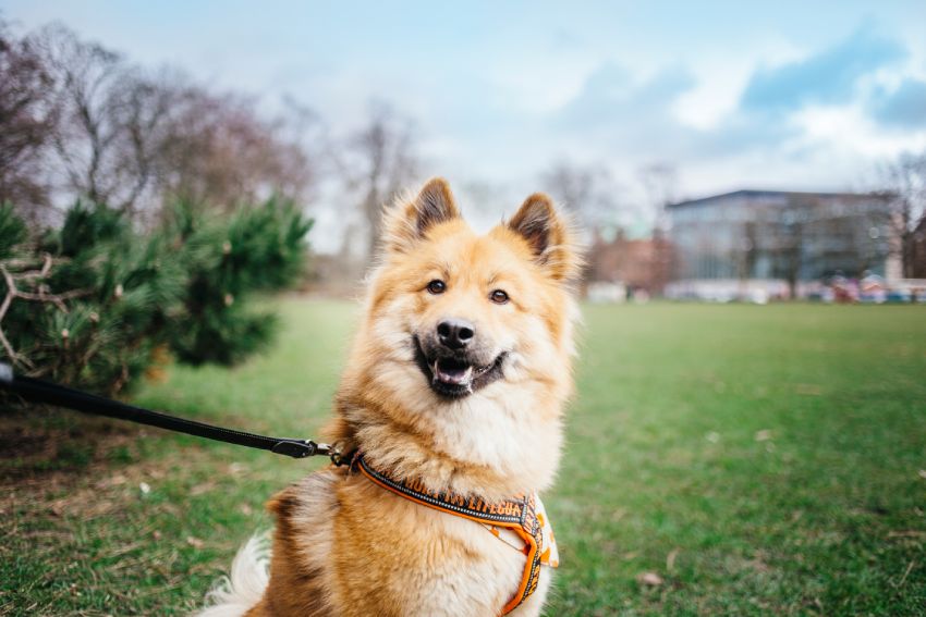 A fluffy, happy dog on a leash in a park, smiling at the camera.