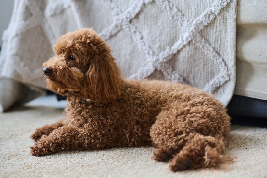 A brown toy poodle lying on a carpet near a draped blanket.