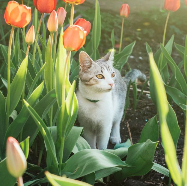 A cat standing among vibrant tulips in sunlight.