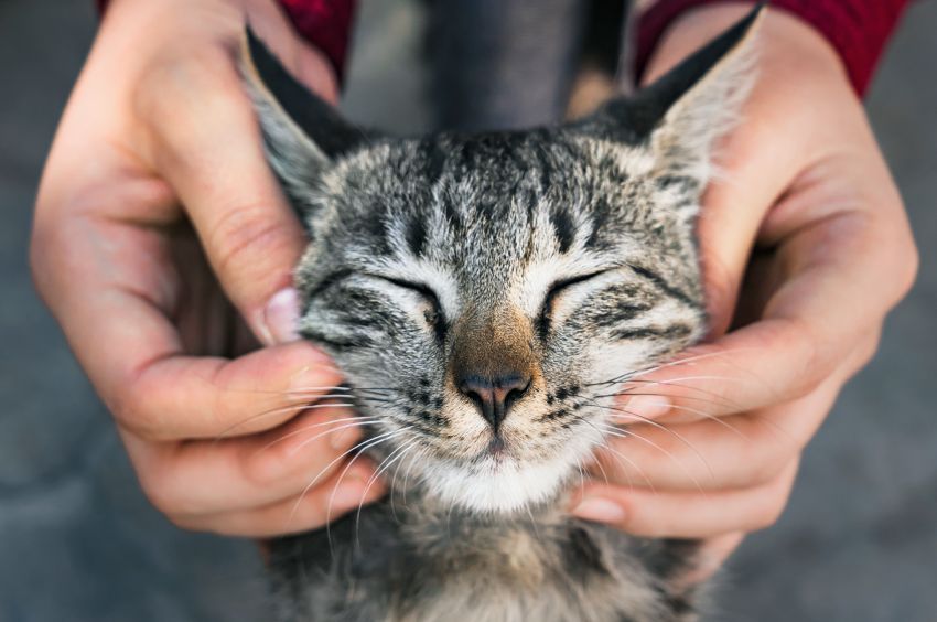 Hands gently cradling a content tabby cat's head, eyes closed in enjoyment.