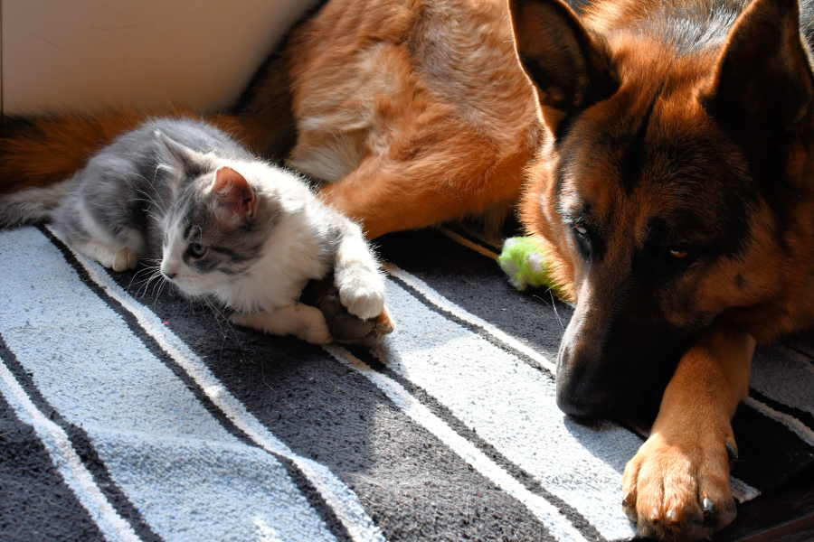 patient german shepherd dog and long haired gray cat